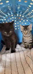 Katzen-Geschwister suchen neues Zuhause am Mittwoch,  5. Juli 2023, Copyright siehe www.meinbezirk.at